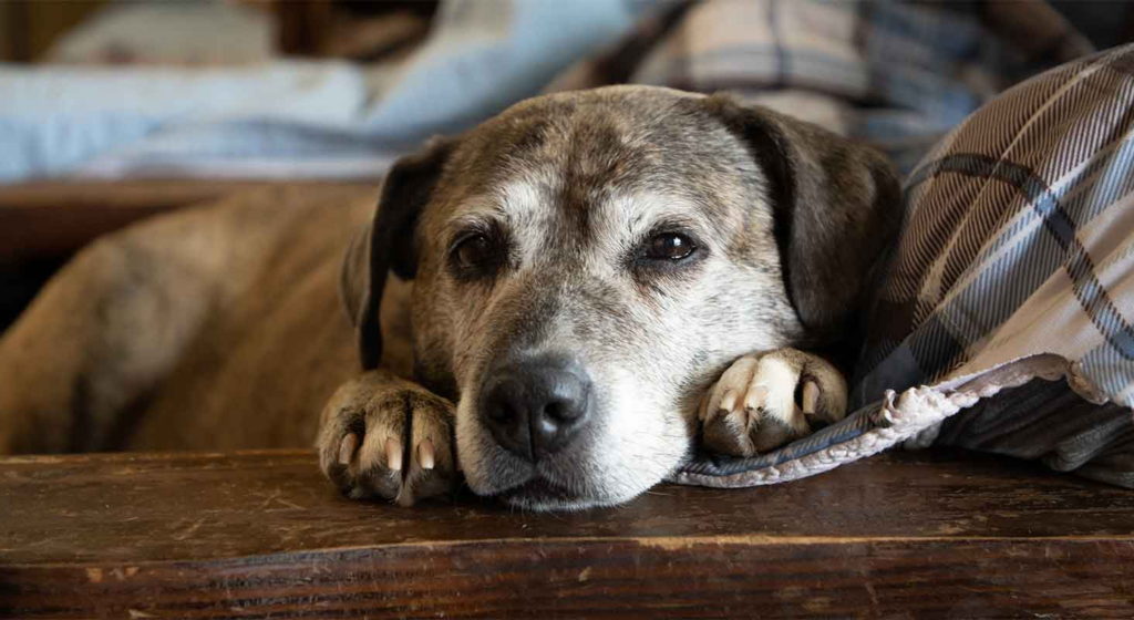 dog laying down
